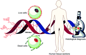 Selective sensing of DNA and live/dead cells and histological imaging ...