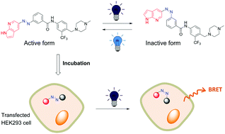 Graphical abstract: Design and development of a photoswitchable DFG-out kinase inhibitor