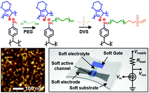 Graphical abstract: Fully soft organic electrochemical transistor enabling direct skin-mountable electrophysiological signal amplification