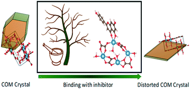 Graphical abstract: Evaluation of the effect of Moringa peregrina bark on the crystal habit and size of calcium oxalate monohydrate crystals in different stages of crystallization using experimental and theoretical methods