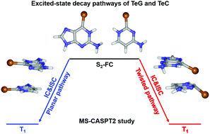 Graphical abstract: MS-CASPT2 studies on the mechanistic photophysics of tellurium-substituted guanine and cytosine