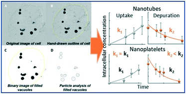 Graphical abstract: Uptake and depuration of carbon- and boron nitride-based nanomaterials in the protozoa Tetrahymena thermophila