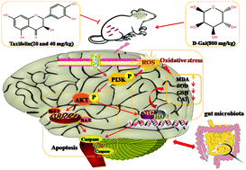 Graphical abstract: Taxifolin retards the d-galactose-induced aging process through inhibiting Nrf2-mediated oxidative stress and regulating the gut microbiota in mice