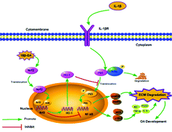 Graphical abstract: 18β-Glycyrrhetinic acid inhibits IL-1β-induced inflammatory response in mouse chondrocytes and prevents osteoarthritic progression by activating Nrf2