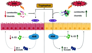 Graphical abstract: Gut microbiota-dependent catabolites of tryptophan play a predominant role in the protective effects of turmeric polysaccharides against DSS-induced ulcerative colitis