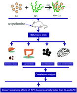 Graphical abstract: Synergistic alleviation effects of anchovy hydrolysates-catechin on scopolamine-induced mice memory deficits: the exploration of the potential relationship among gut-brain-axis