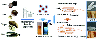 Graphical abstract: Green synthesis of fluorescent carbon dots with antibacterial activity and their application in Atlantic mackerel (Scomber scombrus) storage