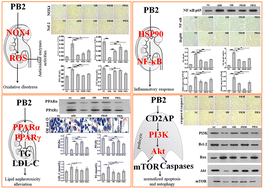 Graphical abstract: Beneficial effects of procyanidin B2 on adriamycin-induced nephrotic syndrome mice: the multi-action mechanism for ameliorating glomerular permselectivity injury