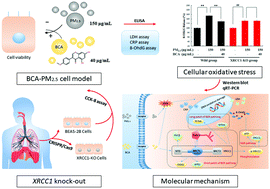 Graphical abstract: Mechanism of biochanin A alleviating PM2.5-induced oxidative damage based on an XRCC1 knockout BEAS-2B cell model