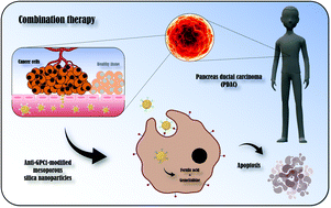 Graphical abstract: Anti-GPC1-modified mesoporous silica nanoparticles as nanocarriers for combination therapy and targeting of PANC-1 cells