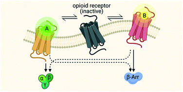 Graphical abstract: Comprehensive overview of biased pharmacology at the opioid receptors: biased ligands and bias factors