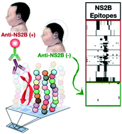 Graphical abstract: Identification of a Zika NS2B epitope as a biomarker for severe clinical phenotypes