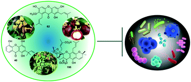 Graphical abstract: Antibacterial activities of plant-derived xanthones