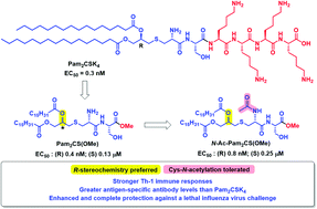 Graphical abstract: Stereoisomeric Pam2CS based TLR2 agonists: synthesis, structural modelling and activity as vaccine adjuvants