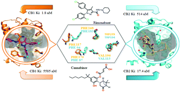 Graphical abstract: A computational prospective on isoform-selective CB2 inhibitors