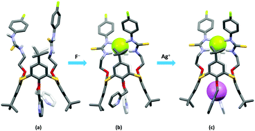 Graphical abstract: Allosteric binding properties of a 1,3-alternate thiacalix[4]arene-based receptor having phenylthiourea and 2-pyridylmethyl moieties on opposite faces