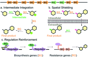 Graphical abstract: From solo to duet, intersections of natural product assembly with self-resistance