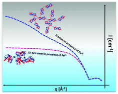 Graphical abstract: Controlling the fractal dimension in self-assembly of terpyridine modified insulin by Fe2+ and Eu3+ to direct in vivo effects