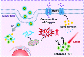 Graphical abstract: Nanoengineering of a newly designed chlorin e6 derivative for amplified photodynamic therapy via regulating lactate metabolism