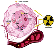 Graphical abstract: All-purpose nanostrategy based on dose deposition enhancement, cell cycle arrest, DNA damage, and ROS production as prostate cancer radiosensitizer for potential clinical translation