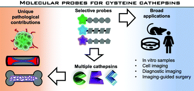 Graphical abstract: Molecular probes for selective detection of cysteine cathepsins