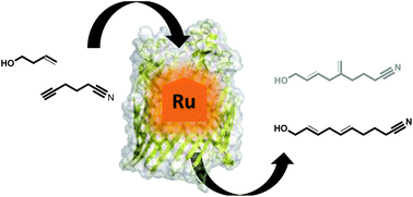 Graphical abstract: An artificial ruthenium-containing β-barrel protein for alkene–alkyne coupling reaction