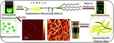 Graphical abstract: Luminescence property switching in 1D supramolecular polymerization of organic donor–π-acceptor chromophores