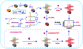 Graphical abstract: Multifunctional electrochemical biosensor with “tetrahedral tripods” assisted multiple tandem hairpins assembly for ultra-sensitive detection of target DNA