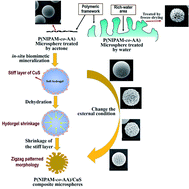 Graphical abstract: Formation mechanism of zigzag patterned P(NIPAM-co-AA)/CuS composite microspheres by in situ biomimetic mineralization for morphology modulation