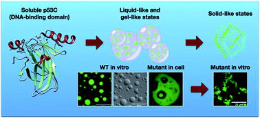 Graphical abstract: Phase separation of p53 precedes aggregation and is affected by oncogenic mutations and ligands