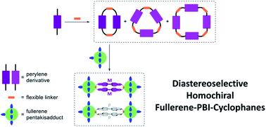 Graphical abstract: Diastereoselective formation of homochiral flexible perylene bisimide cyclophanes and their hybrids with fullerenes