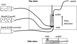 Graphical abstract: Asymmetric desorption of lipid oxidation products induces membrane bending