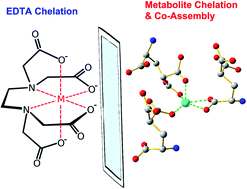 Graphical abstract: EDTA-mimicking amino acid–metal ion coordination for multifunctional packings