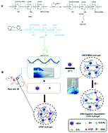 Graphical abstract: Improved myocardial performance in infarcted rat heart by injection of disulfide-cross-linked chitosan hydrogels loaded with basic fibroblast growth factor