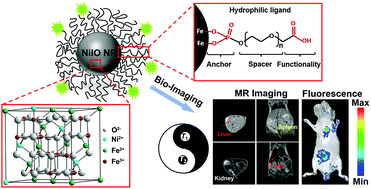 Graphical abstract: Facile synthesis of superparamagnetic nickel-doped iron oxide nanoparticles as high-performance T1 contrast agents for magnetic resonance imaging