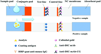 Graphical abstract: Immunological quantitative detection of dicofol in medicinal materials