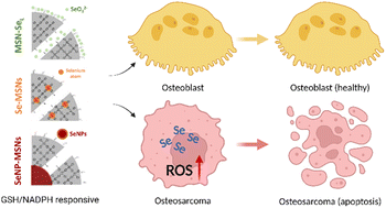 Selenium-incorporated mesoporous silica nanoparticles for osteosarcoma ...