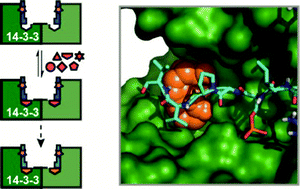 Graphical abstract: Towards identification of protein–protein interaction stabilizers via inhibitory peptide-fragment hybrids using templated fragment ligation