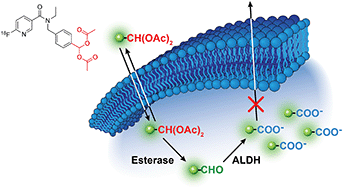 Graphical abstract: A prodrug strategy for the in vivo imaging of aldehyde dehydrogenase activity