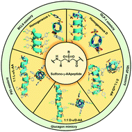 Graphical abstract: Helical sulfono-γ-AApeptides with predictable functions in protein recognition