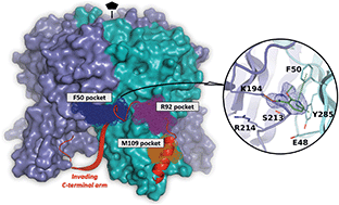 Graphical abstract: Discovery of novel druggable pockets on polyomavirus VP1 through crystallographic fragment-based screening to develop capsid assembly inhibitors