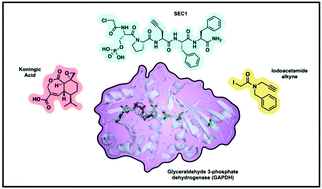 Graphical abstract: Monitoring GAPDH activity and inhibition with cysteine-reactive chemical probes