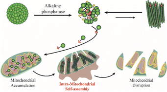 Graphical abstract: Enzyme-instructed morphology transformation of mitochondria-targeting peptide for the selective eradication of osteosarcoma