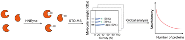 Graphical abstract: Quantitative profiling of PTM stoichiometry by resolvable mass tags