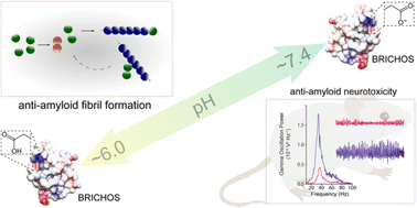 Graphical abstract: Abilities of the BRICHOS domain to prevent neurotoxicity and fibril formation are dependent on a highly conserved Asp residue