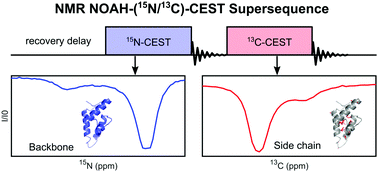 Graphical abstract: NOAH-(15N/13C)-CEST NMR supersequence for dynamics studies of biomolecules