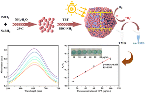 Graphical abstract: The light-responsive oxidase-like activity of MIL-125-NH2@Pd and its application in the determination of casein phosphopeptides