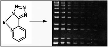 Graphical abstract: Iridium tetrazolato complexes as efficient protein staining agents