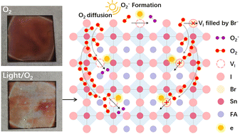 Graphical abstract: Revealing superoxide-induced degradation in lead-free tin perovskite solar cells