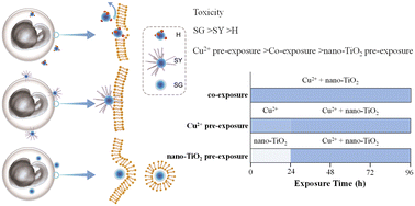 Graphical abstract: Effects of surface-functionalized TiO2 nanoparticles on copper ion toxicity under simultaneous and sequential exposure conditions